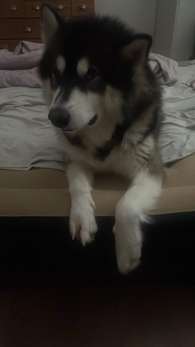 Lokie in the winter snow